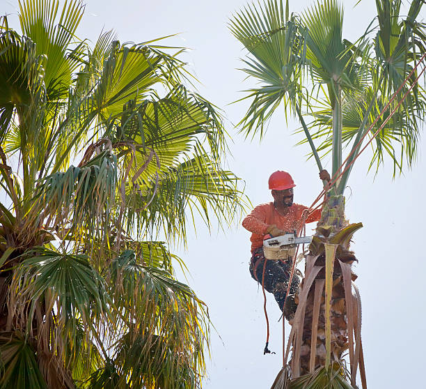 Best Dead Tree Removal  in Jonesville, NC